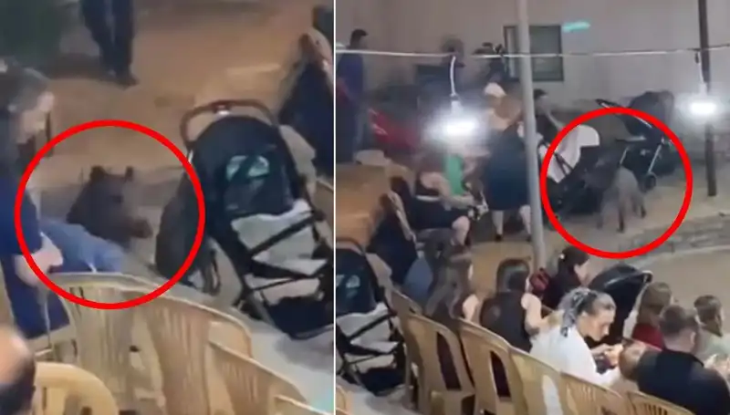 Düğün Töreninde Yaban Domuzu Şoku: Konuklar Paniğe Kapıldı!