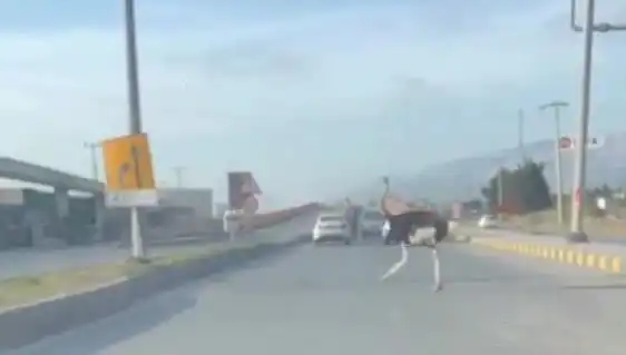 Hatay'da Dev Kuş Yolu Kesti: Trafikte Deve Kuşu Şaşkınlığı
