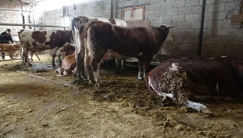 Mavi Dil Hastalığı Nedir? Belirtileri ve Bulaşıcılığı Hakkında Bilmeniz Gerekenler