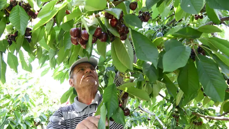 Lapseki’nin Dev Mantarına Hayran Kalacaksınız: Çay Bardağına Sığmıyor!