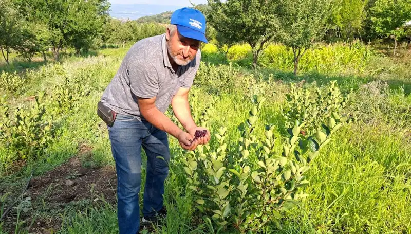 3 Yıl Önce Ettiği Deneme Şimdi Karşılığını Verdi: 200 Lira Kilo Fiyatıyla!