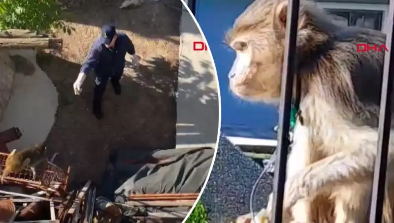 Muğla'da Şaşırtan Olay: Maymun Mahallede Kaçış Ortalığı Karıştırdı!
