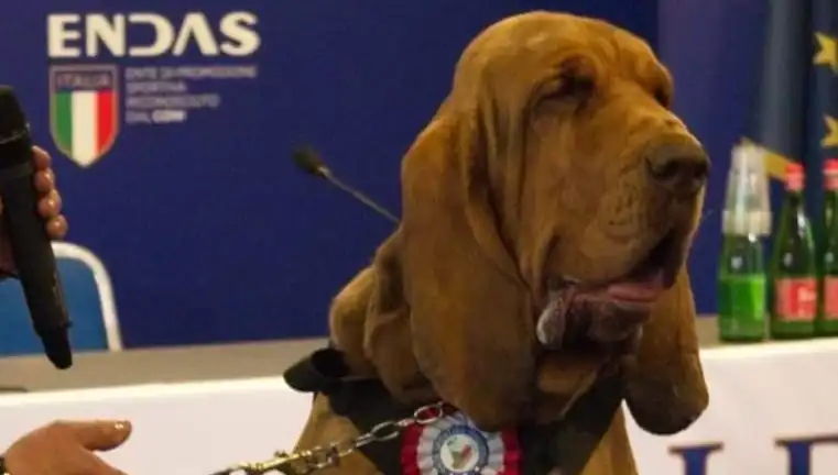 Arama Köpeğine Yapılan Suikast: Çivili Sosisle Hayatı Son Buldu