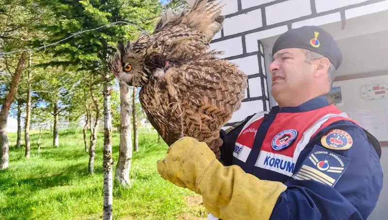 Dikenli Tellerden Kurtarılan Puhu Kuşu, Hayata Döndü!