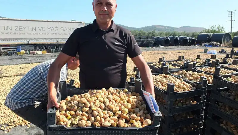 Balıkesir’de Rüzgar Gibi Hasat: İhraç Satışları Çığ Gibi Büyüyor
