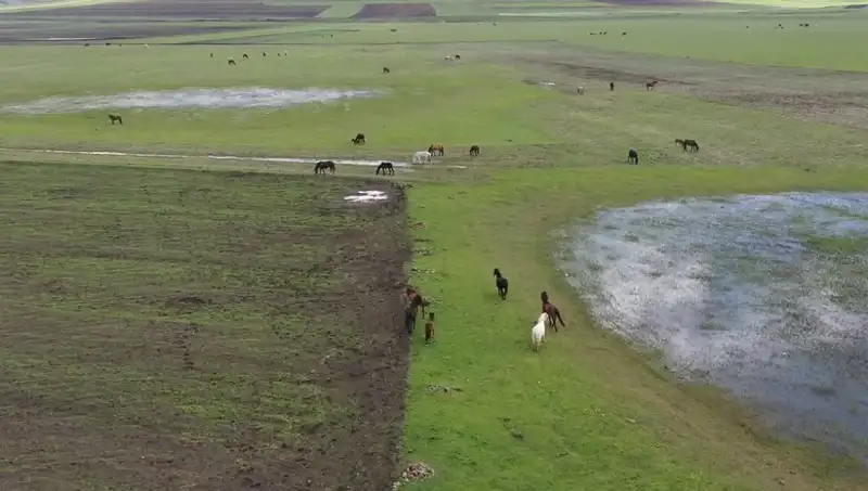 Kars'ın Doğasında Yılkı Atlarının Mistik Görüntüleri