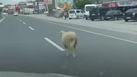 Yalova’da Kaçan Kurbanlık Hayvan Trafiği Altüst Etti: Kaos Yaratan Anlar
