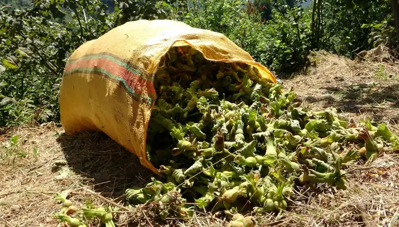 Giresun'da Fındık Hasadı Coşkusu: Üreticiler Hasat Dönemini Karşılıyor
