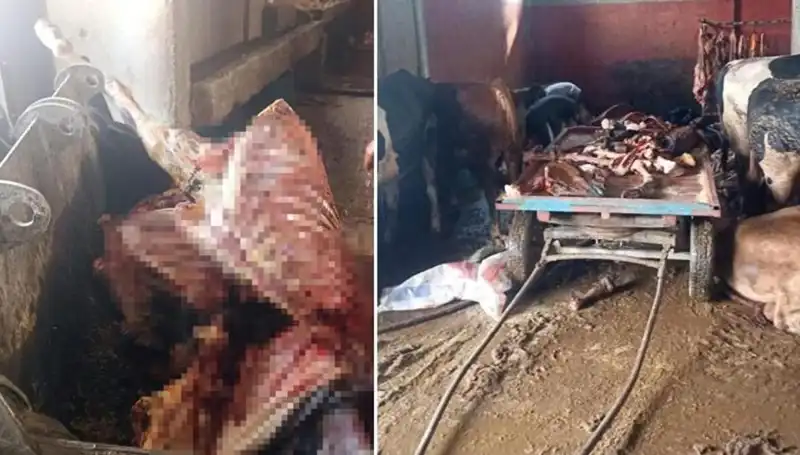 Adana’da 2,5 Ton At Eti Ele Geçirildi, 4 At Hayata Döndürüldü!