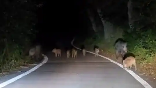Elazığ'da Domuz Sürüsü, Yolda Sürpriz Bir Görüntü Oluşturdu!