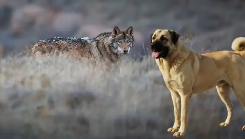 Kangal Köpeği Talebinde Patlama: Kurt Popülasyonu Artıyor!