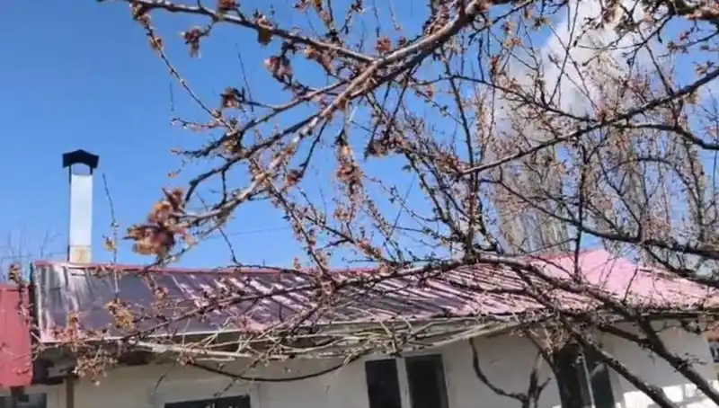 Dondurucu Soğuk Kayısı Üretimini Tehdit Ediyor: Çiftçiler Endişeli!