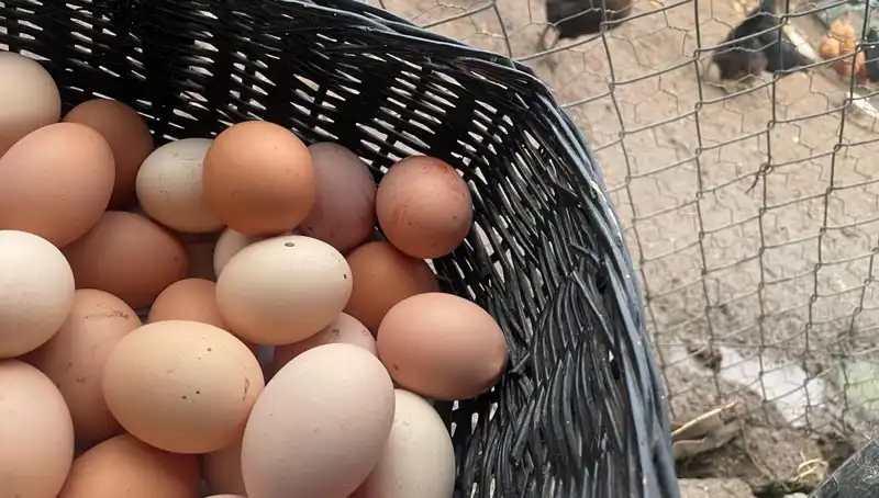 Okullar Açılırken Öğrencilerin Beslenmesi İçin En Uygun Protein: Arazilerde Artıyor