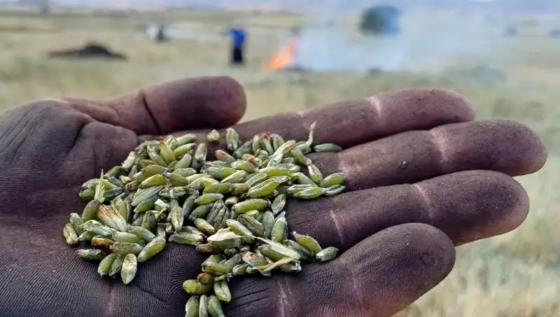 Firik Sezonu Başladı: Geleneksel Lezzetin Yeniden Keşfi