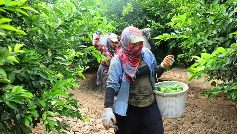Marketlerdeki Patates Fiyatları Düşmesi Bekleniyor: Hasat Dönemi Başladı!