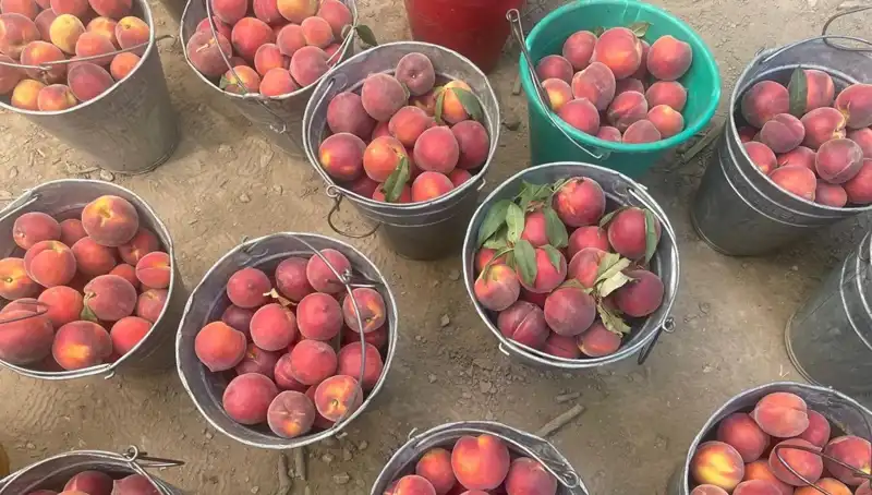 Tarımda Yeni Dönem: Çiftçiler Fiyatlardan Memnun, Hasat Zamanı Heyecanı