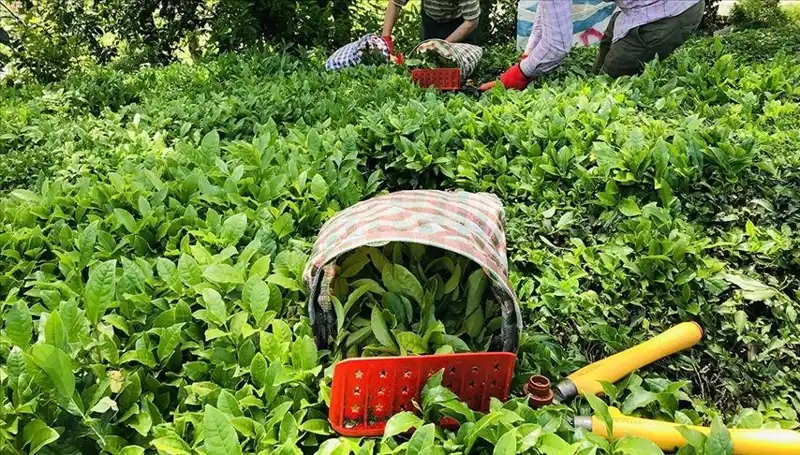 Çaykur İşçi Alımında Son Durum: Başvurular Ne Zaman ve Nasıl Yapılacak?
