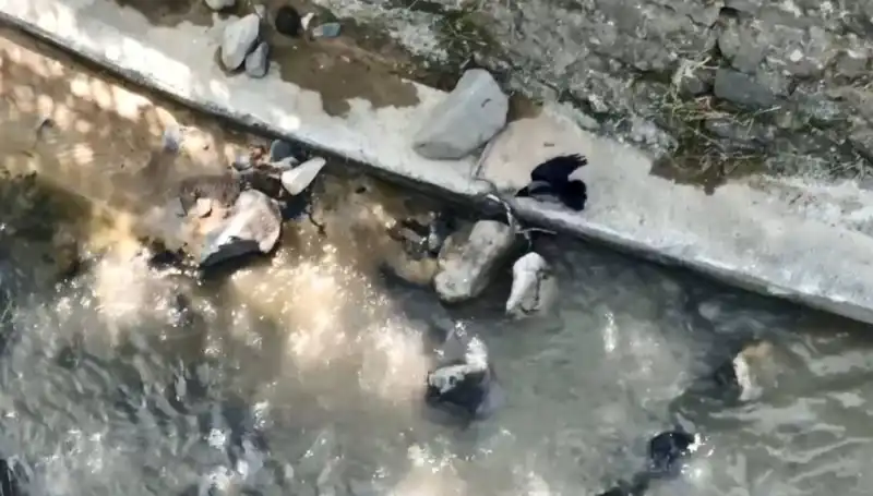 Karga ve Yılan Arasındaki Sıradışı Savaş: Doğada Hayatta Kalma Mücadelesi