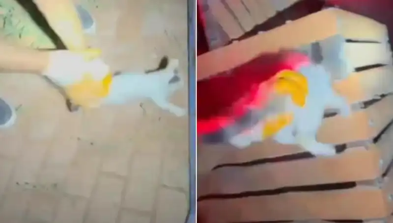 Gece Yarısı İtfaiye Ekipleri, Kediyi Kurtarmak İçin Zorlu Bir Operasyona İmza Attı