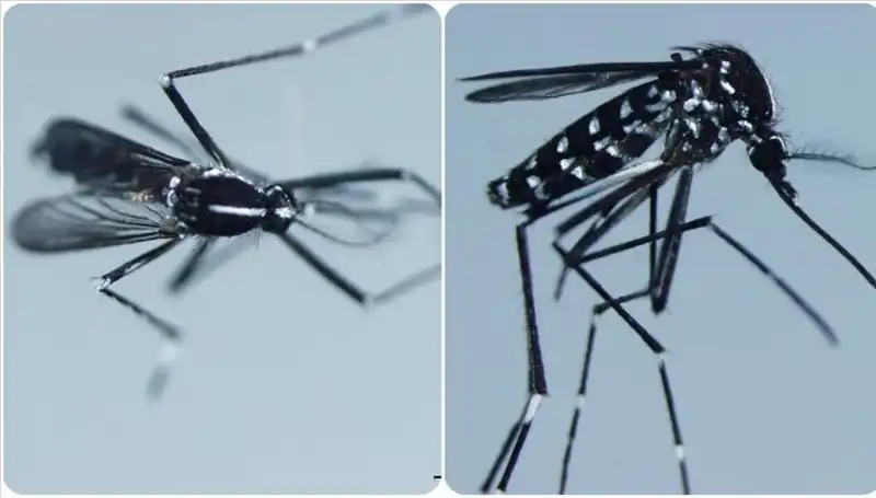 Chikungunya Virüsü: Belirtileri ve Görüldüğü Ülkelerde Son Durum