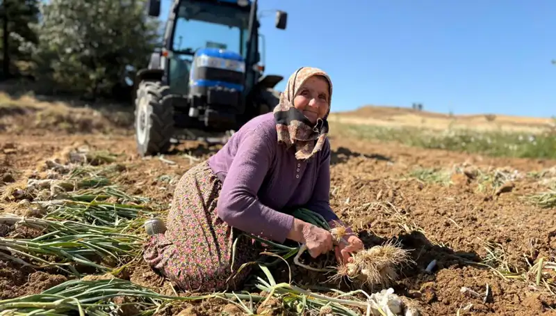 Selenyum Cenneti: Günlük 1200 Lira ile Toplanan Özel Ürün!